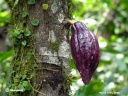 Cacao en Équateur