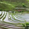 Les rizières en terrasse de Pupuan à Bali