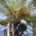 palmier Oasis de Tozeur
