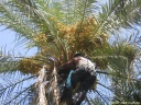 palmier Oasis de Tozeur