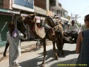 Le dromadaire comme moyen de transport au Rajasthan