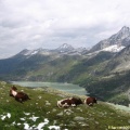 Alpes Zill