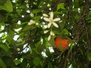 Branches et fleurs d'oranger à Sparte
