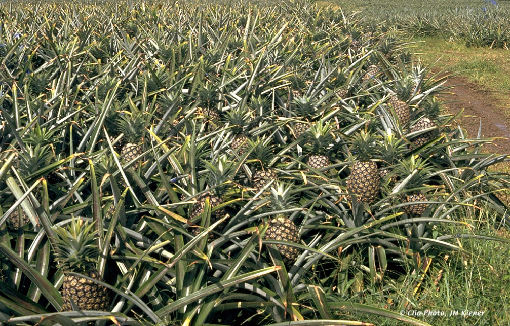 Plantation d’ananas, Martinique