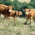 Famille de vaches dans les Pyrénées