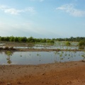 mangrove 2.jpg