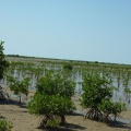 mangrove001 copie.jpg