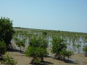 mangrove détail