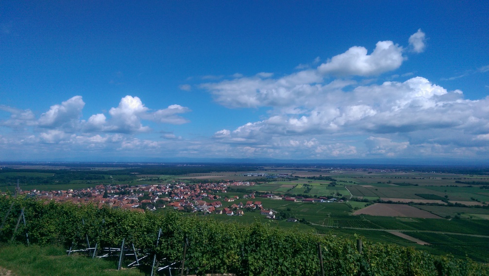 Bergheim, entre contreforts viticoles et ried alsacien
