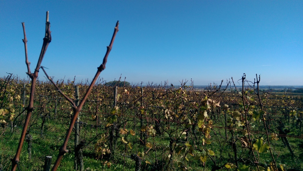Vignes d'Alsace à l'automne
