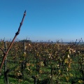 Vignes d'Alsace à l'automne.jpg