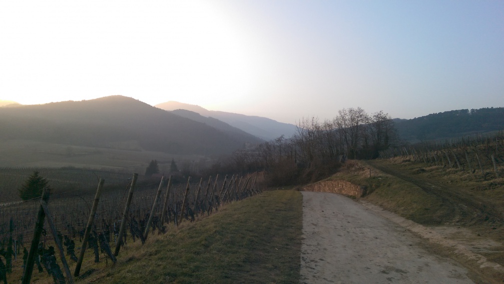 Chemin d'exploitation viticole (2)