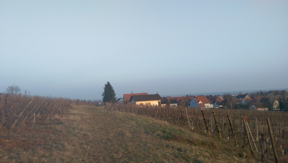 Terroir viticole de Bergheim