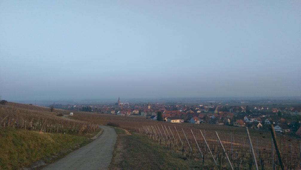 Terroir viticole et église de Bergheim