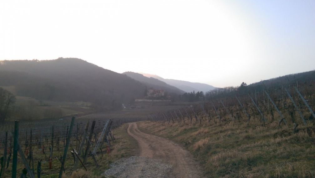 Vignes de Bergheim et château de Reichenberg au loin