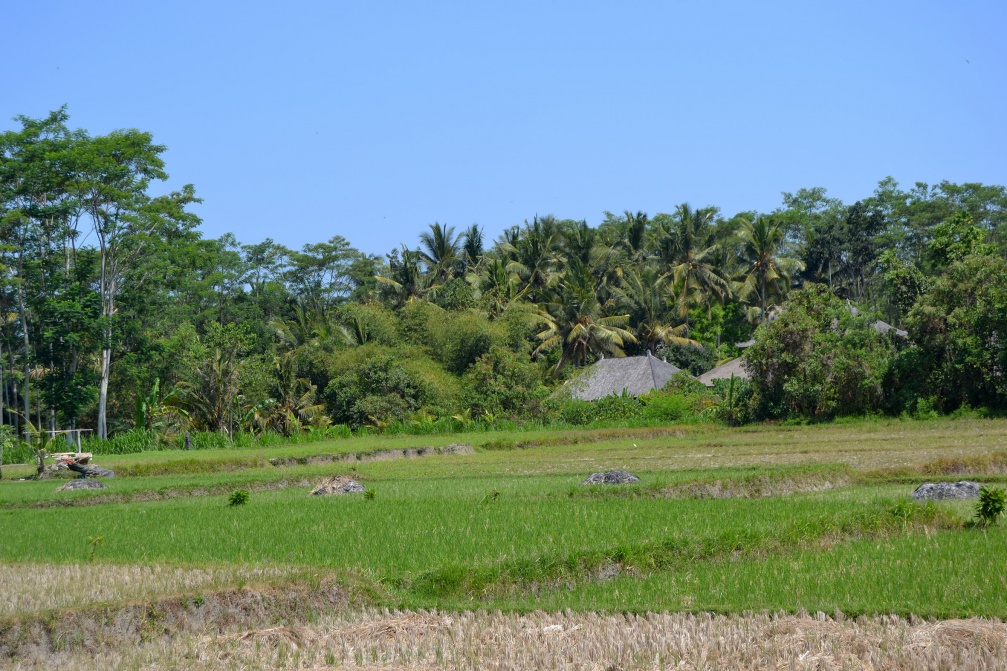 Bali-Rizieres