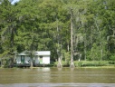 Bayou-Louisiane