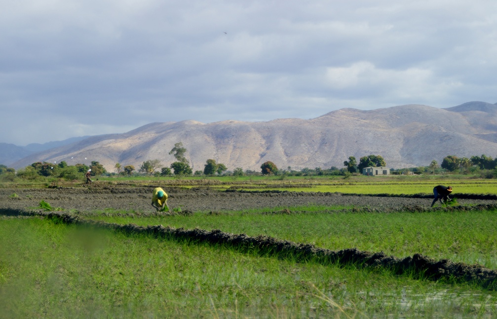 repiquage du riz dans la plaine de l'Artibonite (Haïti)