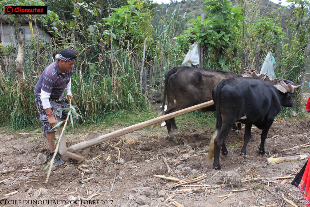 Labourage de la terre à San Juan, Equateur