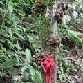 Biodiversité de la forêt amazonienne : fleur de cacaoyer sauvage et fèves