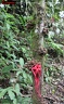 Biodiversité de la forêt amazonienne : fleur de cacaoyer sauvage et fèves