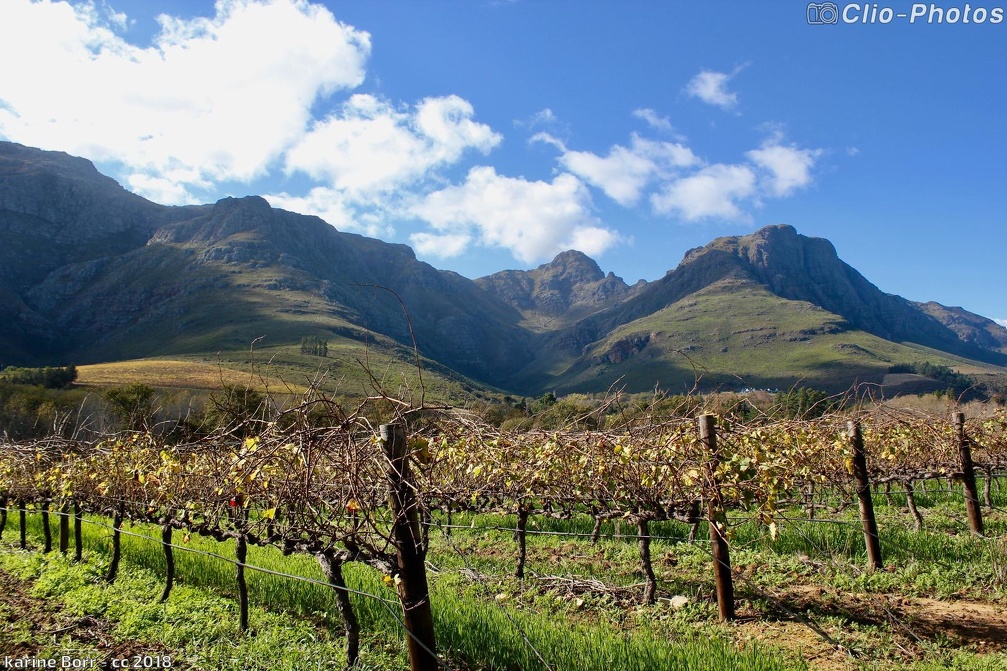 Vignobles de la région du Cap