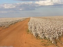 Champ de coton de 300 ha dans le Mato Grosso