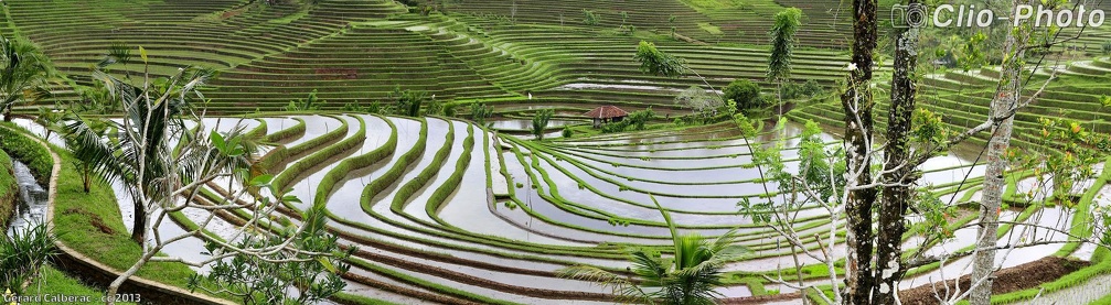 Les rizières en terrasse de Pupuan à Bali