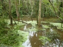 Manaus forêt d'igapó