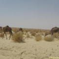 Dromadaires dans le Sahara