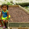 Sèchage des fèves de cacao