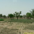 Paysage rural du Rajasthan