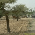 Exploitation agricole dans le Rajasthan