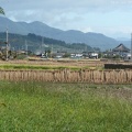 riziculture à Nagano
