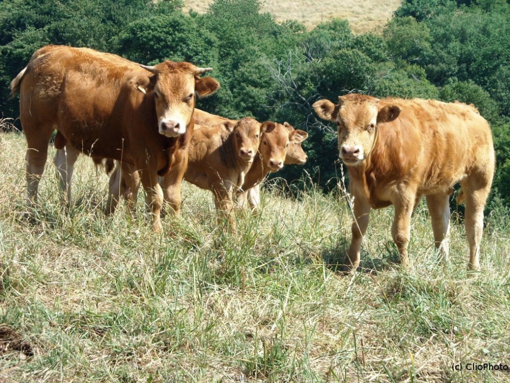 Famille de vaches dans les Pyrénées