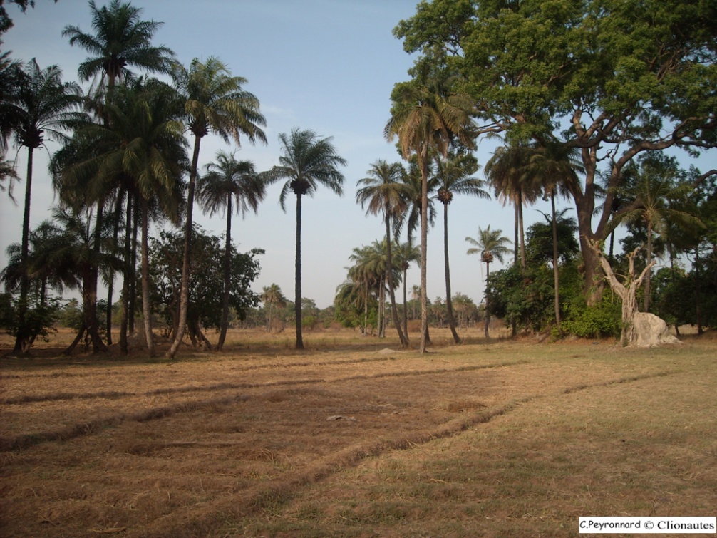 rizieres en saison sèhe - Casamance.jpg