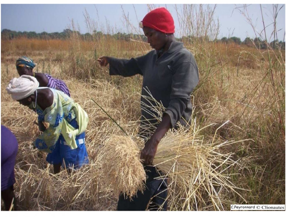 rizieres récolte - Casamance.jpg