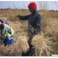 Casamance rizières la récolte