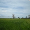Casamance rizières en saison humide