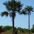 palmiers001 copie.jpg