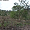 le grignotage de la forêt amazonienne par les activités agricoles