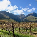 Vignobles de la région du Cap