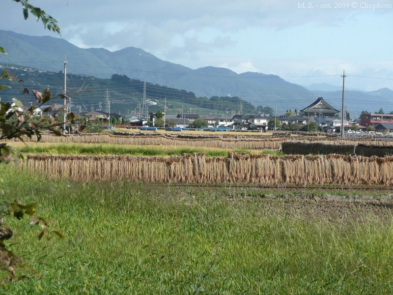 Nagano-riziculture_MS.JPG